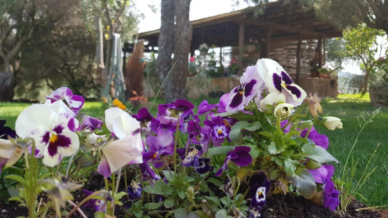 Agriturismo Sa E Padedda Mores Εξωτερικό φωτογραφία